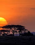 Serengeti Gift Card