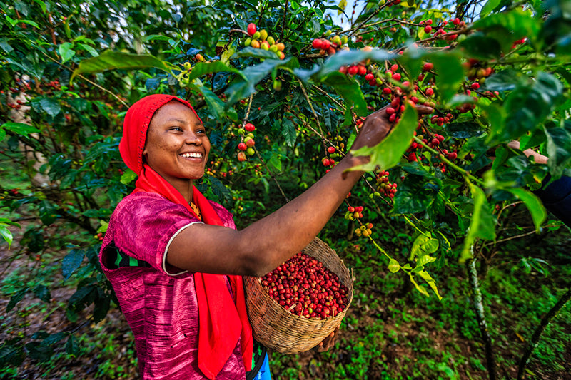Happy woman harvesting coffee beans