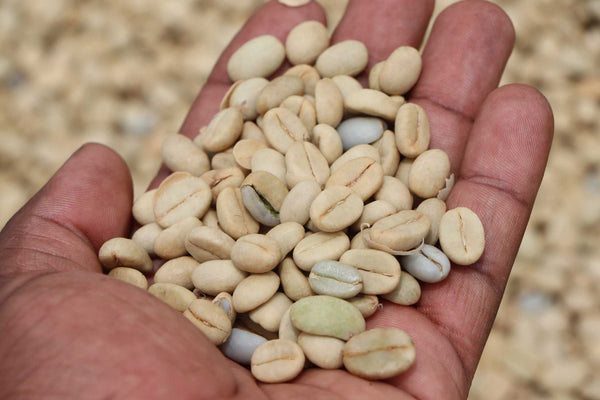 Unroasted Green Coffee