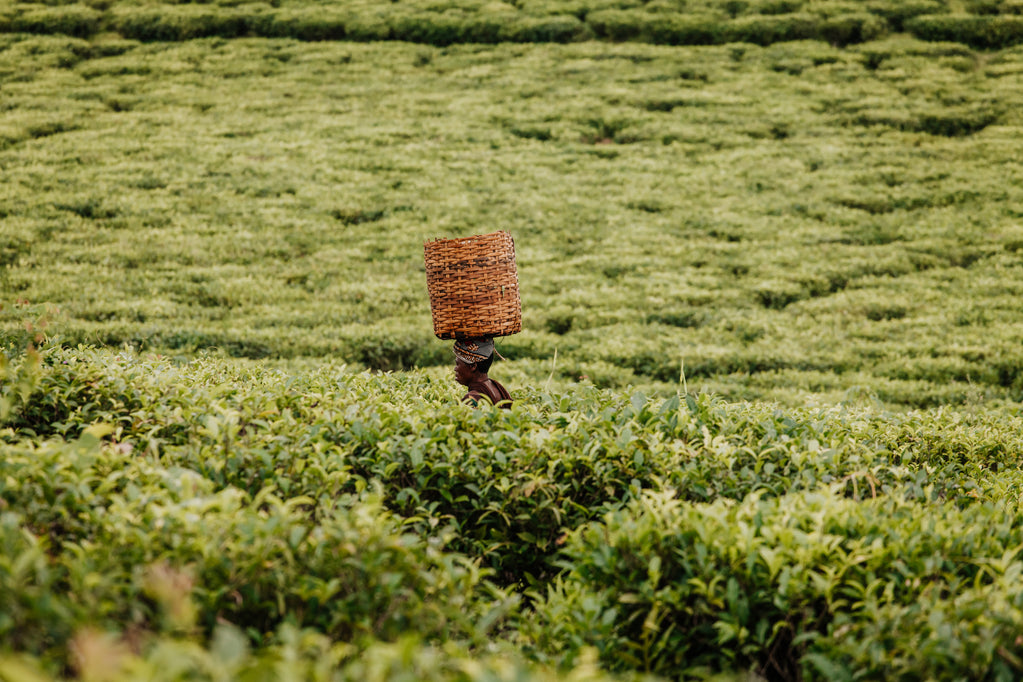 Shop African Coffee, Cashews, Cacao and Honey at RichlandHub