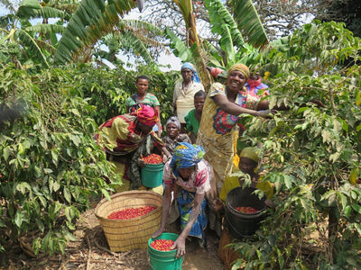 UNROASTED ORGANIC COFFEE- Single Origin-KILIMANJARO-TANZANIA, WASHED PROCESSED, AA, 2LB