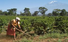 Single Origin-Mamsera, Kilimanjaro-Tanzanian Coffee AA Grade,  Afrikahawa Brand - 132lbs bag