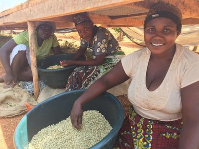 UNROASTED ORGANIC COFFEE - Single Origin-SIDAMO, ETHIOPIA NATURAL PROCESSED, 2LB