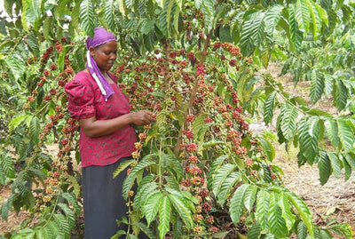 UNROASTED ORGANIC COFFEE - Single Origin-UGANDA HONEY PROCESSED COFFEE, 2LB